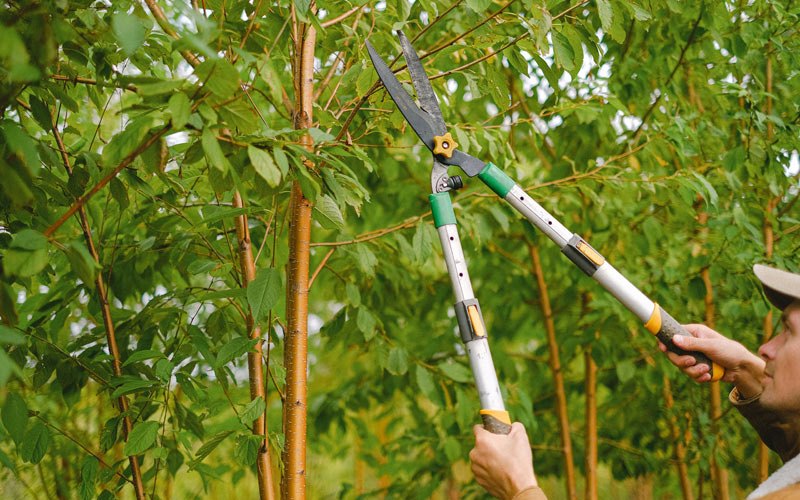 Tree trimming in Floral City, FL